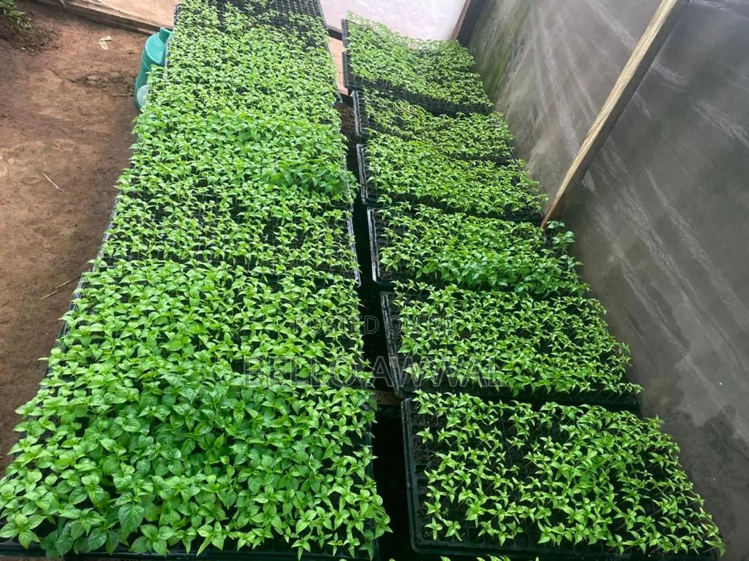 Vegetable Seedlings
