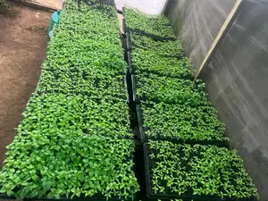 Vegetable Seedlings