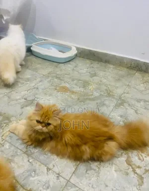 1-3 months Male Purebred Persian