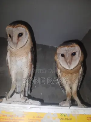 Well Trained Juveniles Barn Owls for Sale, Male and Female.