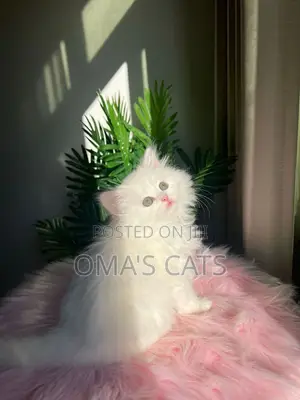 1-3 months Female Purebred Persian