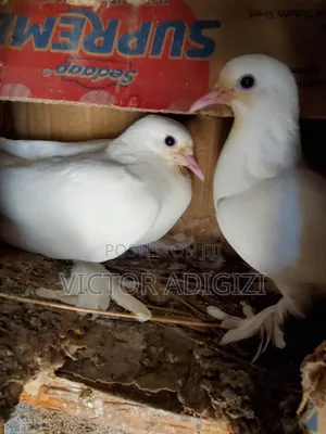 Pure White Pigeons
