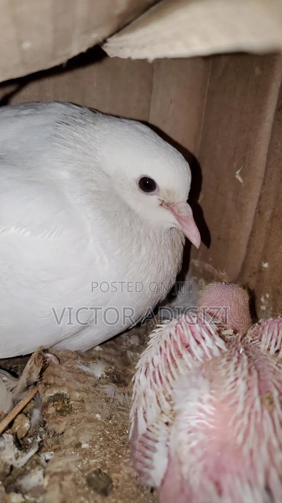 White Pigeons