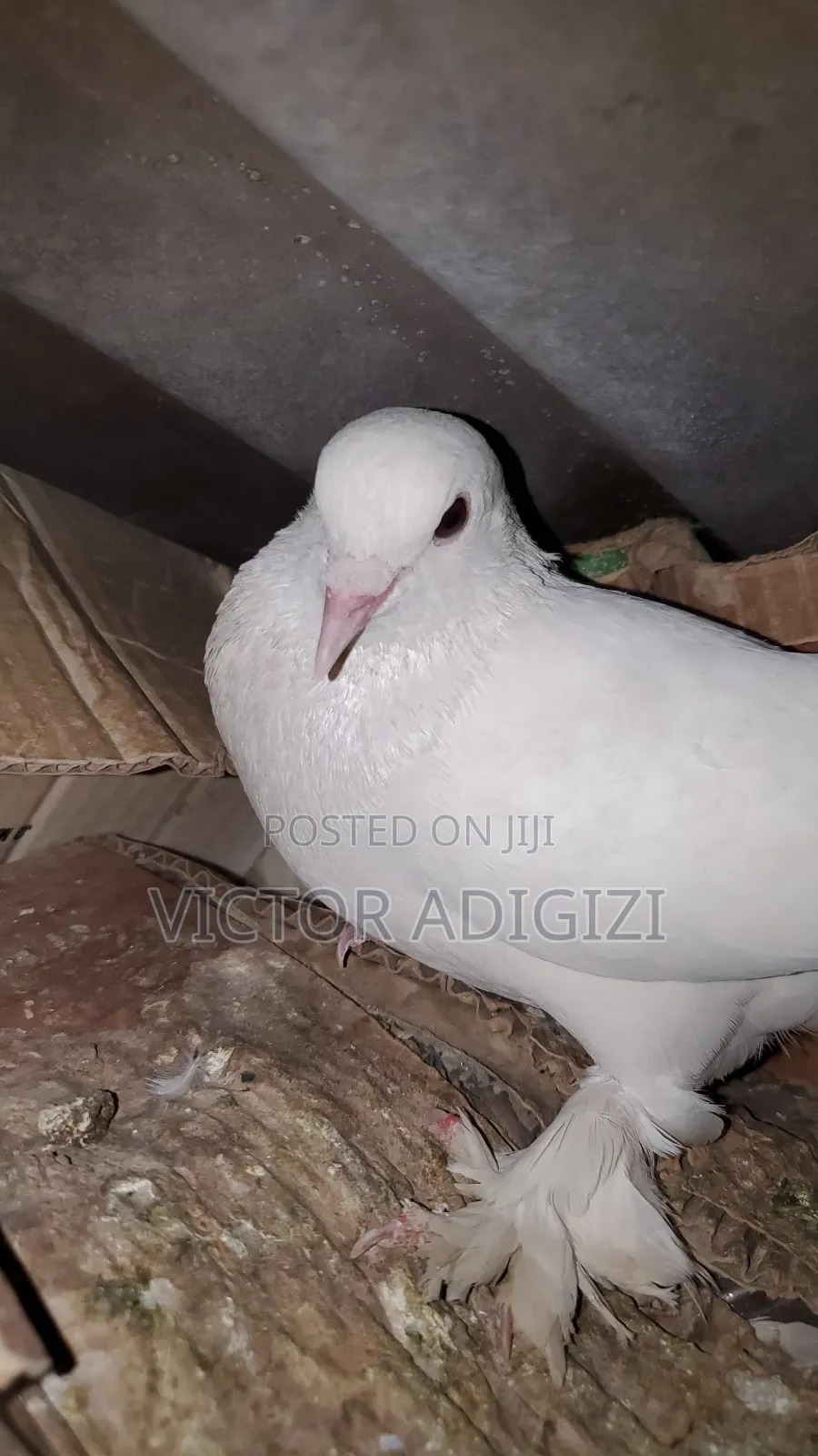 White Pigeons