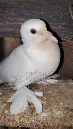 Pure White Pigeons
