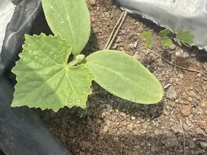 Vegetable Seedlings