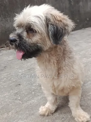 1+ year Male Purebred Lhasa Apso