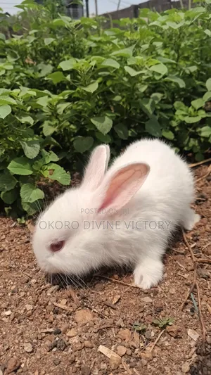 New Zealand White Rabbit
