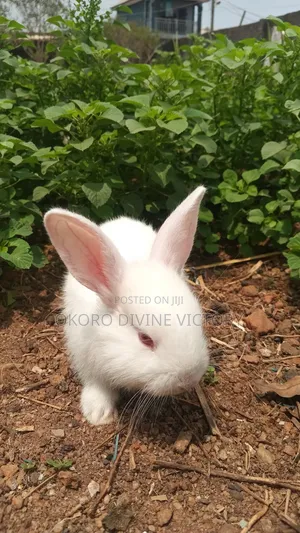 New Zealand White Rabbit