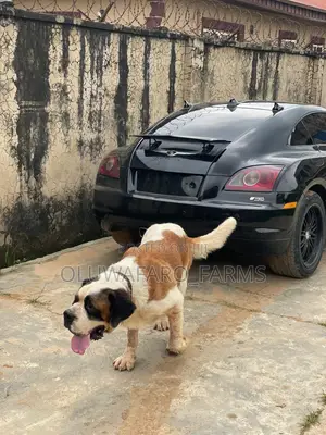 1+ year Male Purebred Saint Bernard