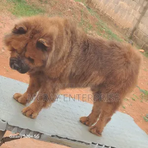 1+ year Male Purebred Cavalier King Charles Spaniel