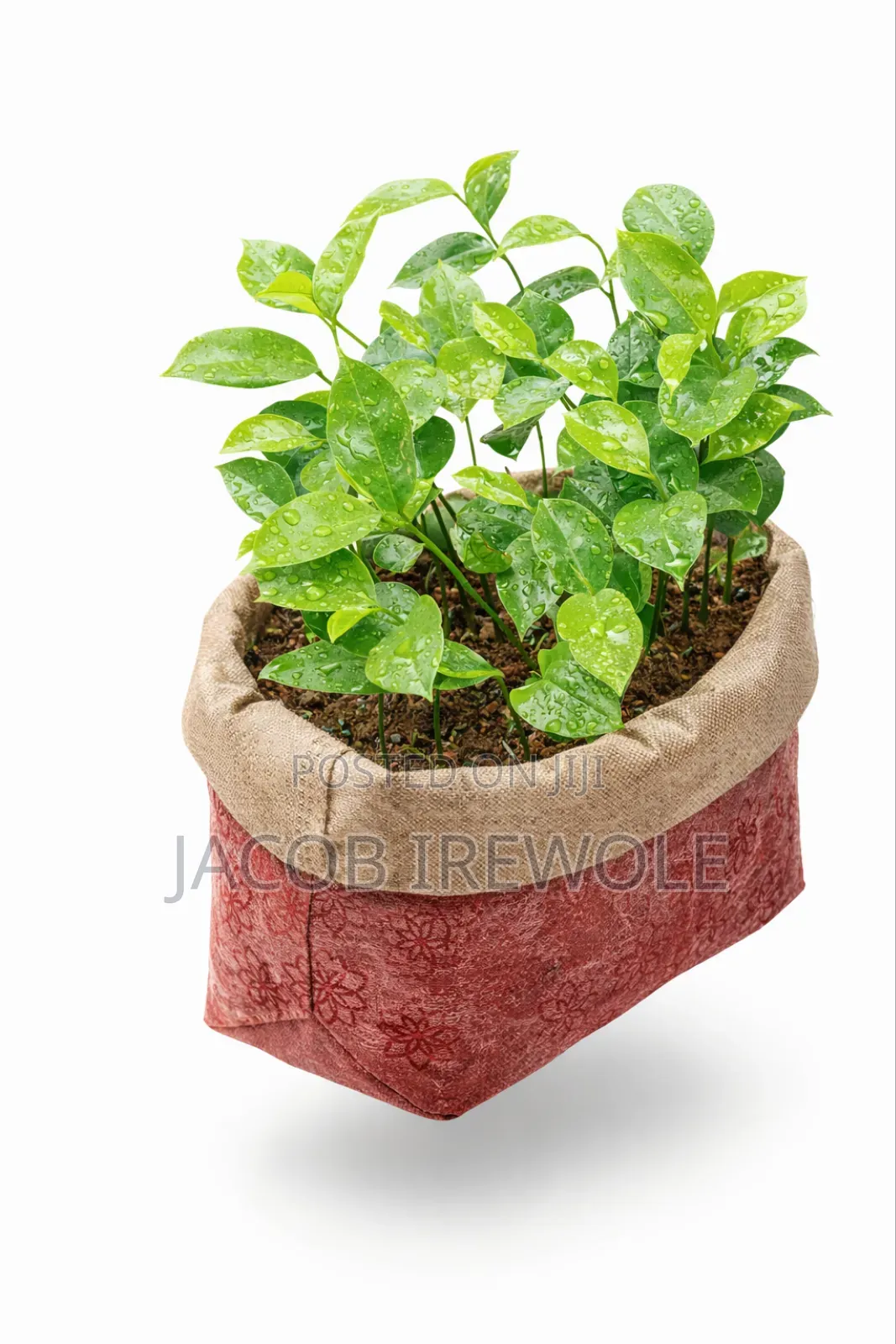 Soursop Seedlings