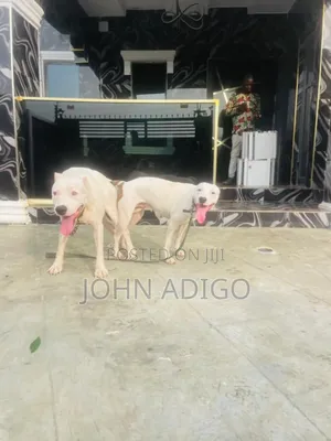 1-3 months Male Purebred Dogo Argentino
