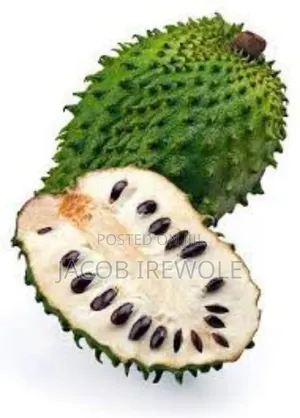 Soursop Seedlings