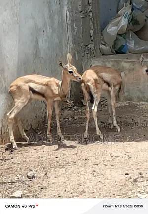 Beautiful Antelopes