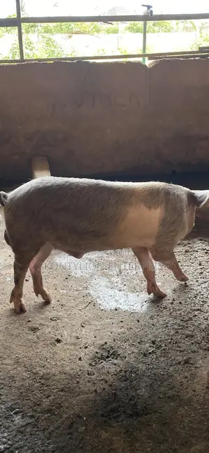 Mature Pig (Boar)