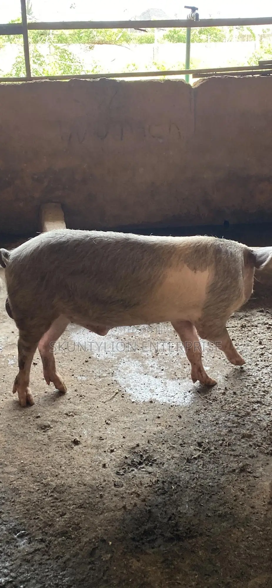 Mature Pig (Boar)