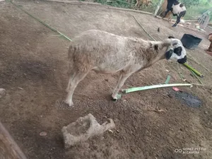 Ram / Sheep