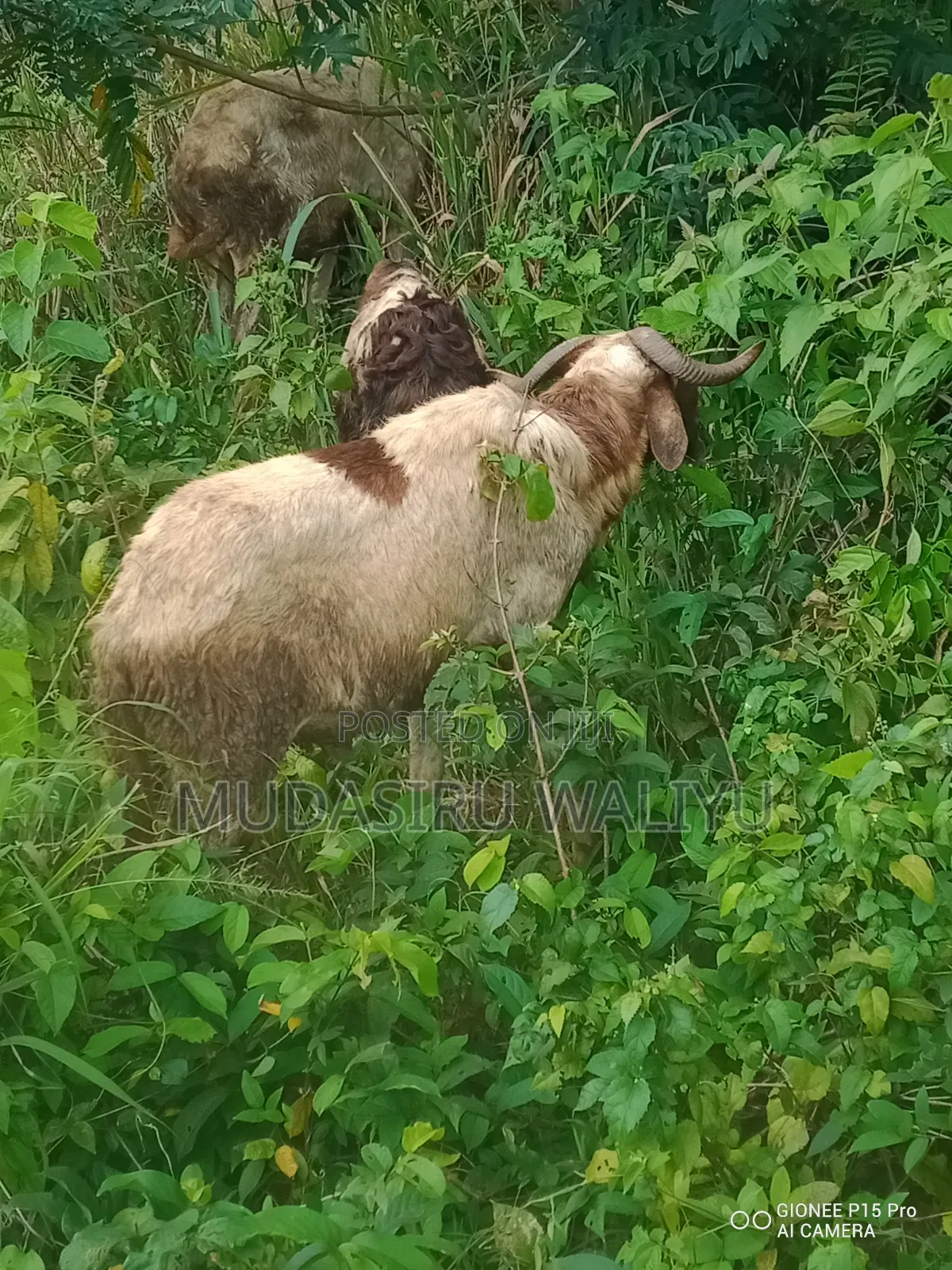Ram / Sheep