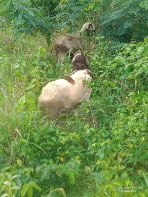 Ram / Sheep