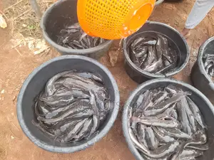 Catfish For Sale