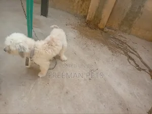 1+ year Male Purebred Lhasa Apso