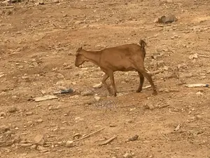 Female Goat
