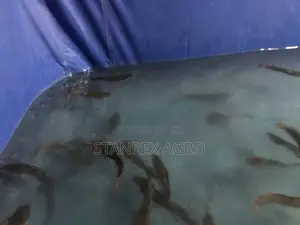 Catfish for Sale