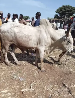 Healthy Live Cow for Sale – Perfect for Wedding, Burial Parties