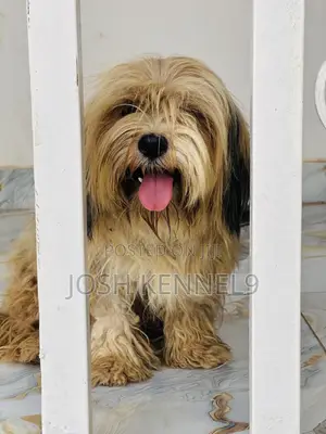 6-12 months Female Purebred Lhasa Apso