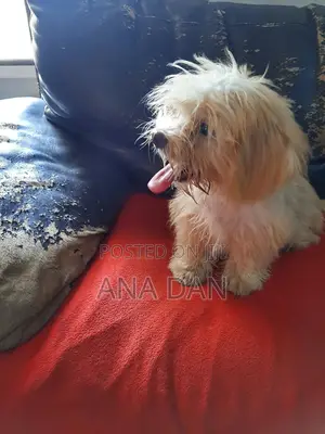 3-6 months Female Purebred Lhasa Apso