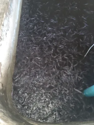 Catfish Fingerlings/Juveniles