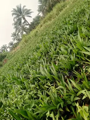 Farmers’ Choice Palm Oil Seedlings Strong Roots, Ready for Planting