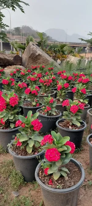 Crown of Thorns Plants
