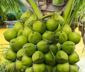 Dwarf Malaysia Hybrid Coconut.