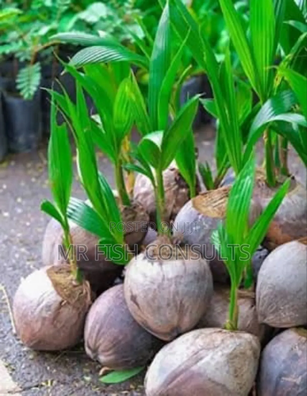 Dwarf Malaysia Hybrid Coconut.