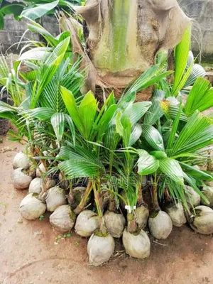 Dwarf Malaysia Hybrid Coconut.