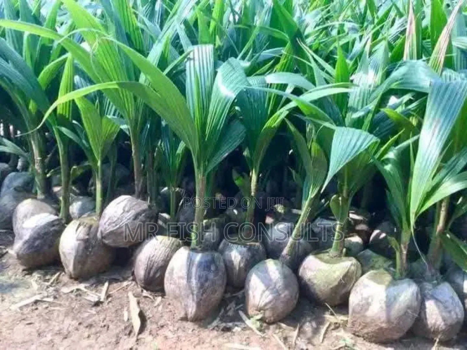 Dwarf Malaysia Hybrid Coconut.