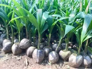 Dwarf Malaysia Hybrid Coconut.