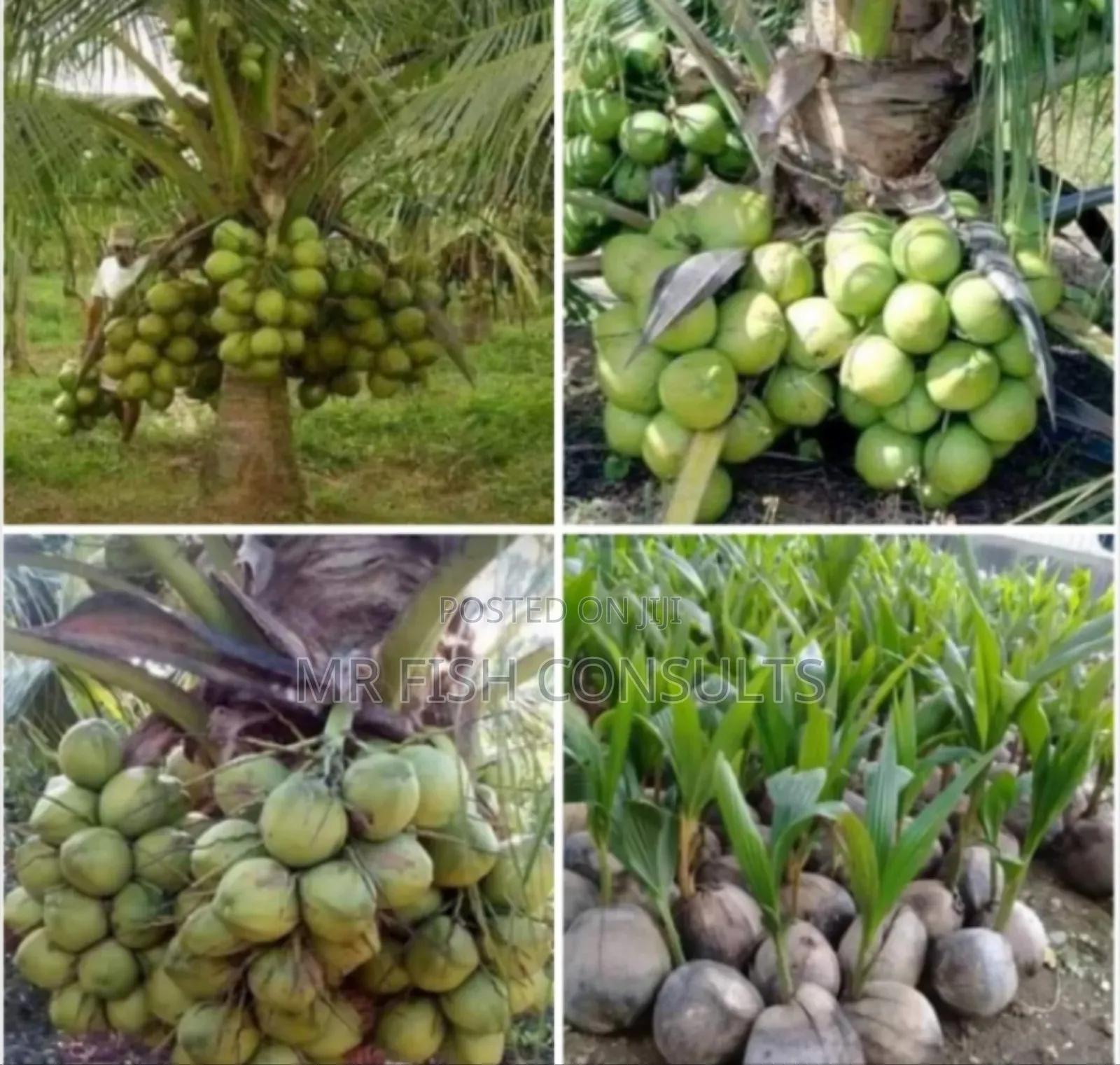Dwarf Malaysia Hybrid Coconut.