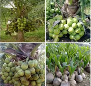 Dwarf Malaysia Hybrid Coconut.