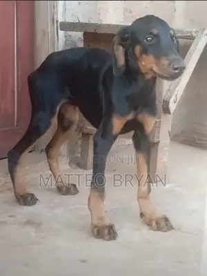 3-6 months Female Purebred Doberman Pinscher