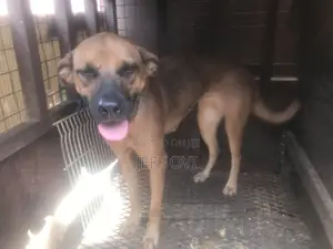 1+ year Female Purebred Boerboel