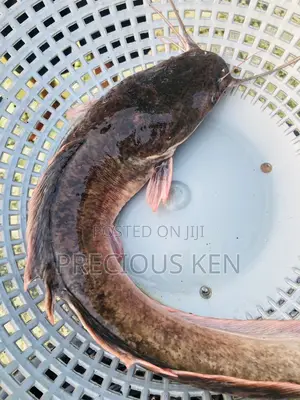 Catfish For Sale