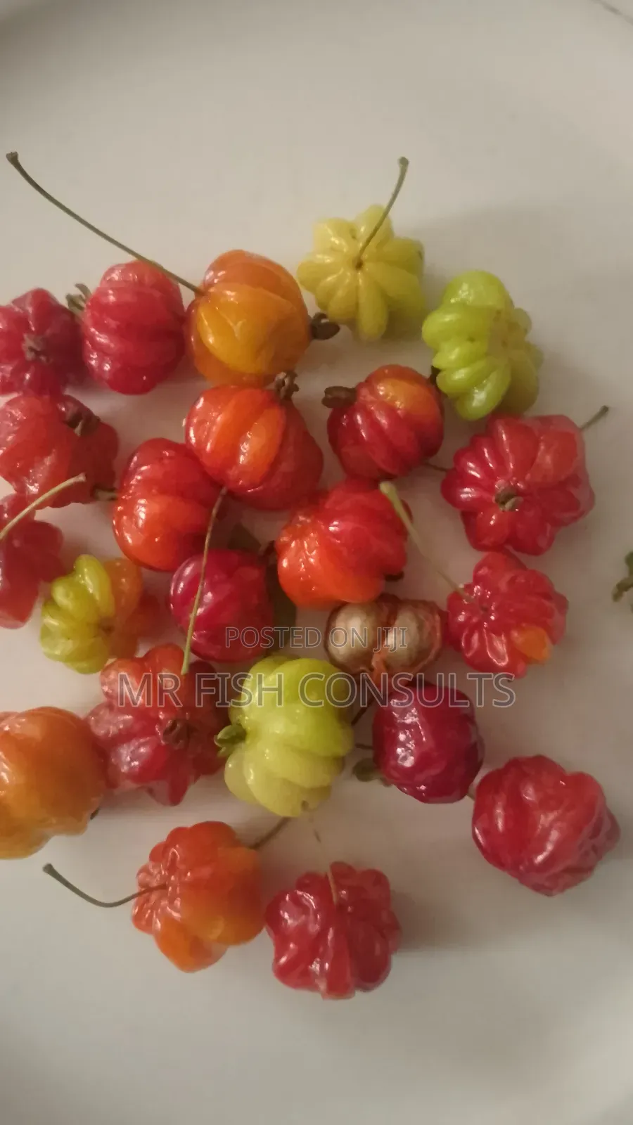 Pitanga Cherry 