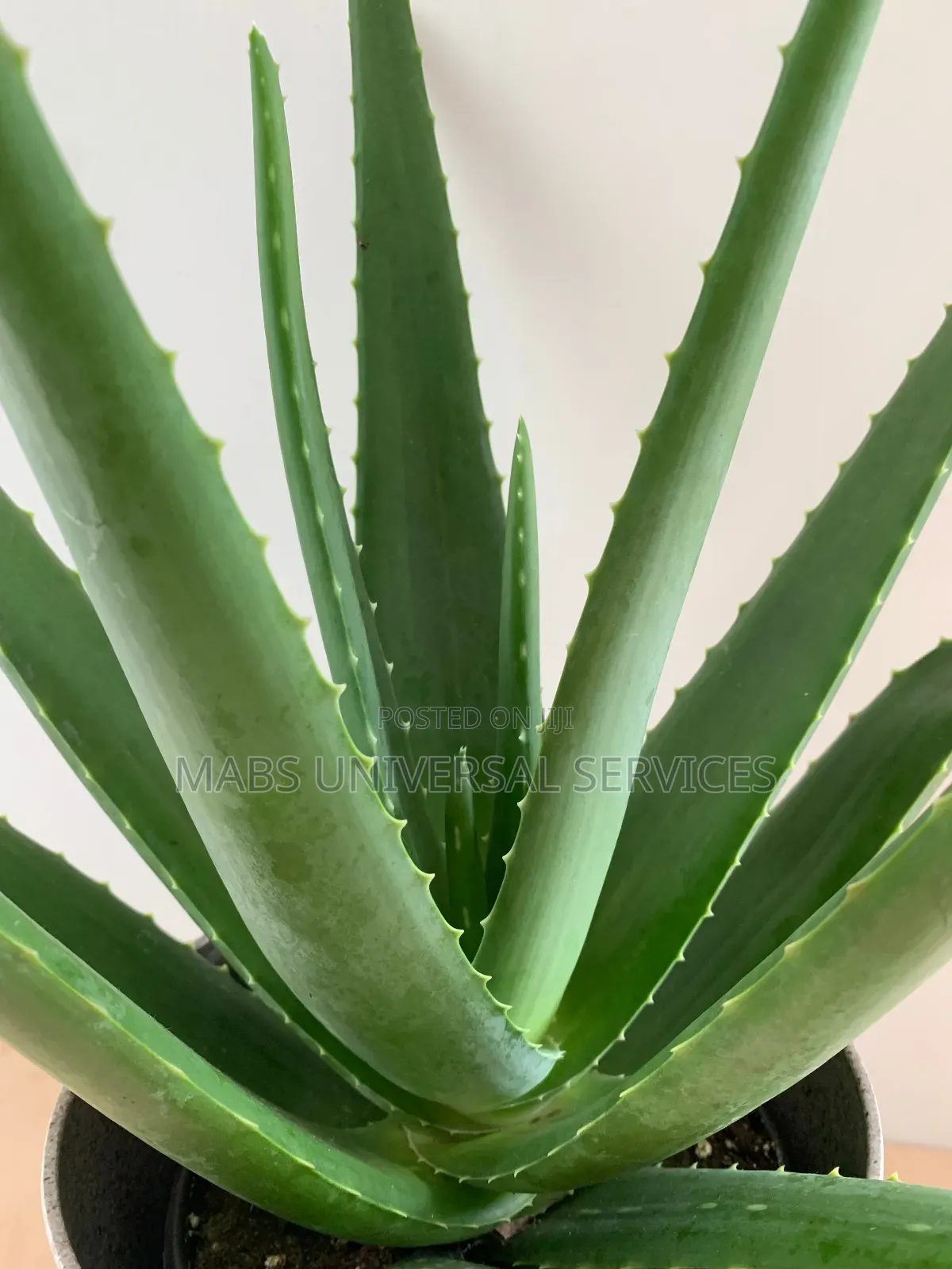 Fresh Organic Aloe Vera