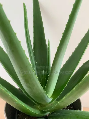Fresh Organic Aloe Vera