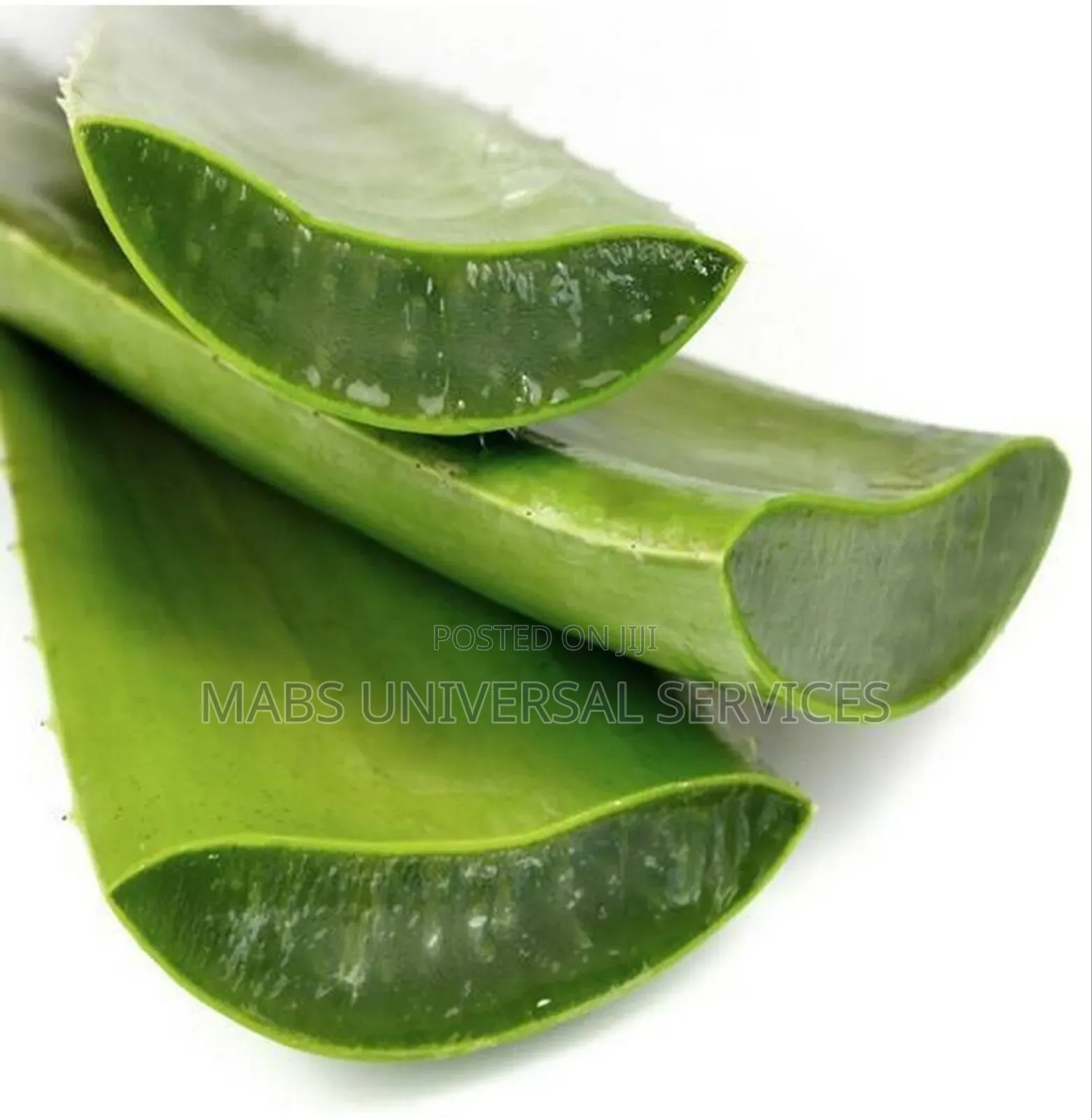 Fresh Organic Aloe Vera