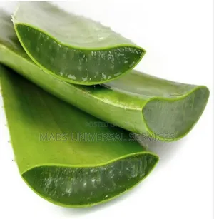 Fresh Organic Aloe Vera