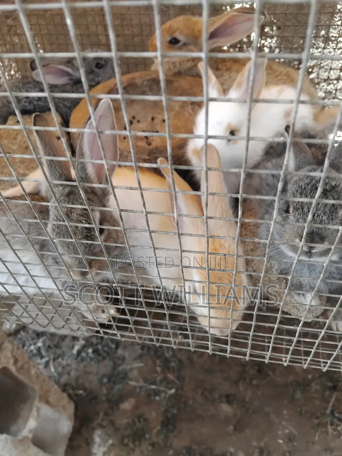 Mix Bread Weaners